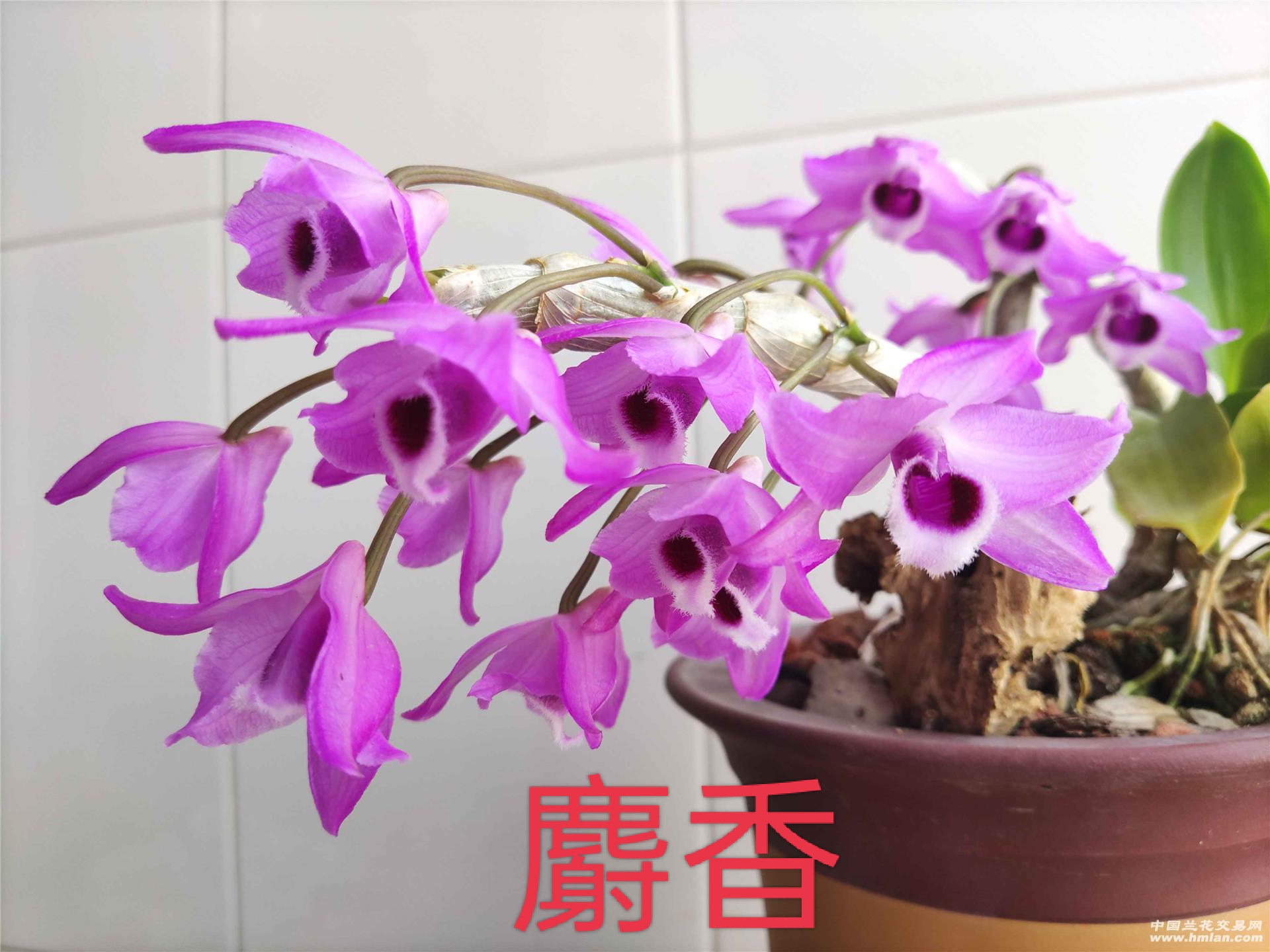 高品质精品石斛兰，营养丰富的健康之选