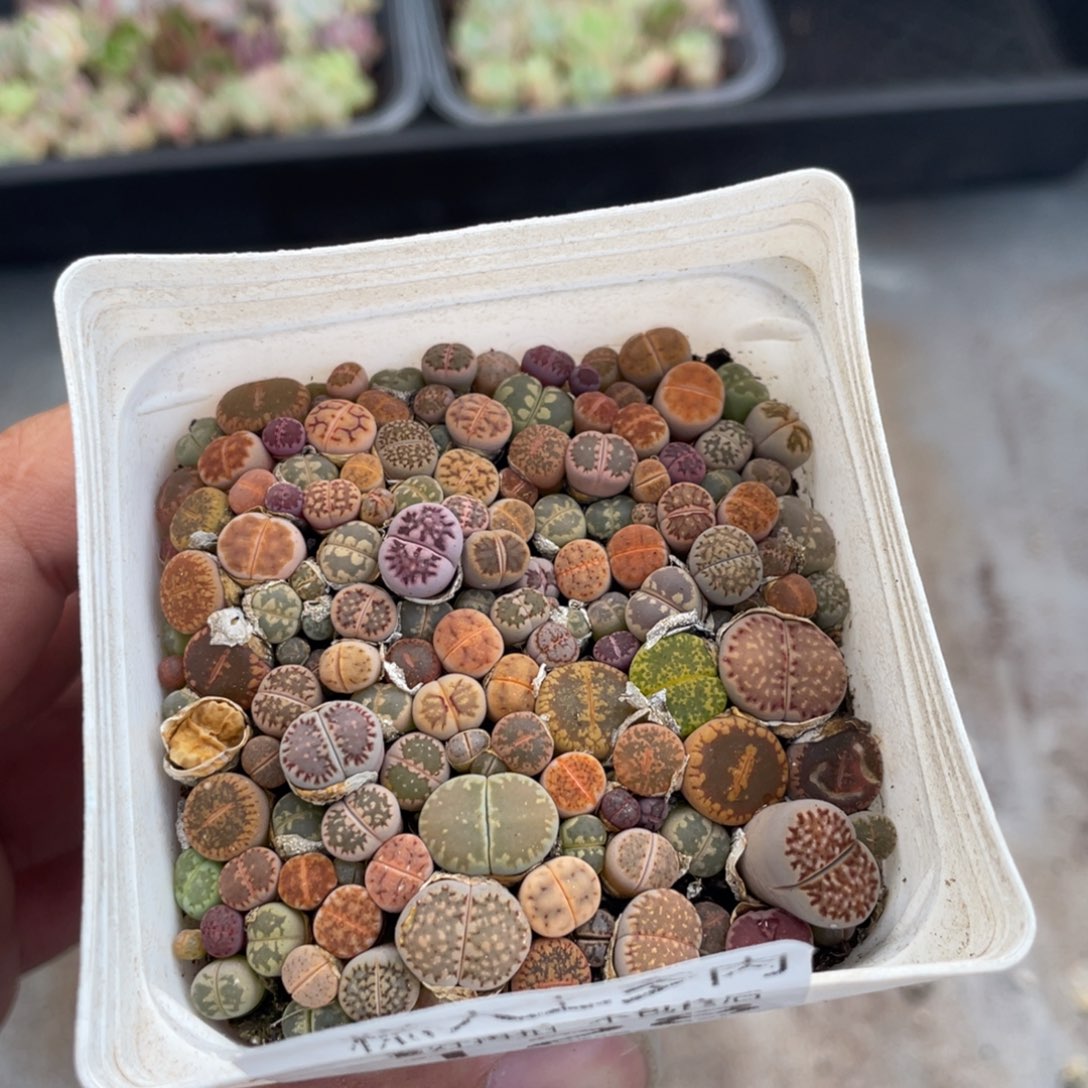 糕大上多肉植物128