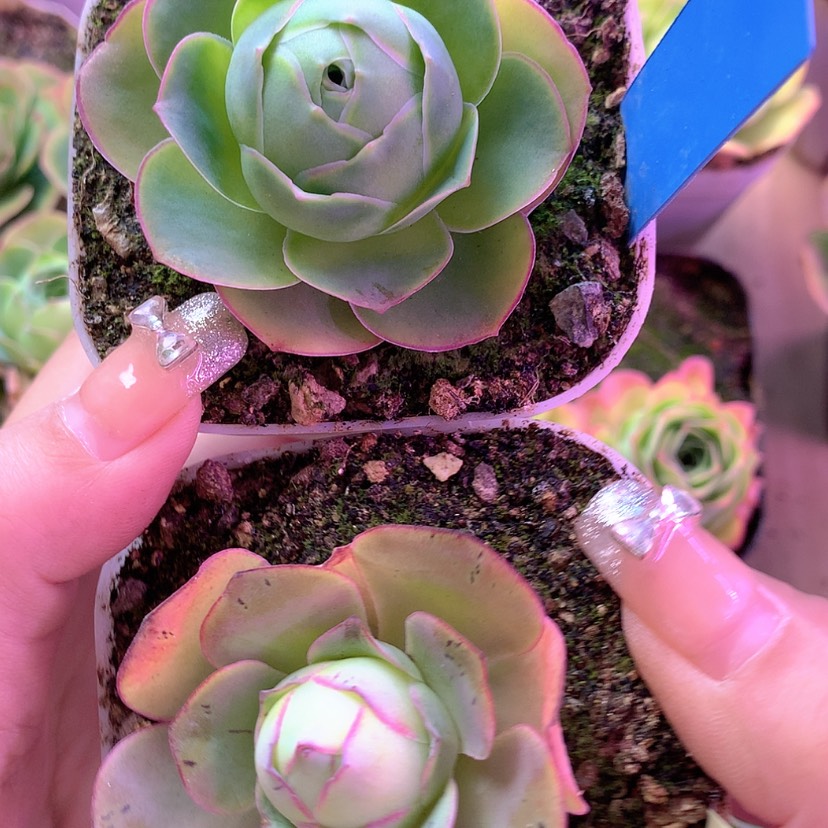 【闪购商品】福利组合386