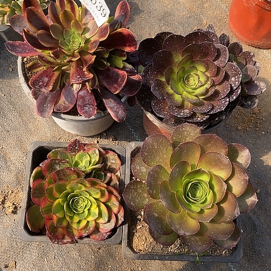 2539法师多肉4颗一组