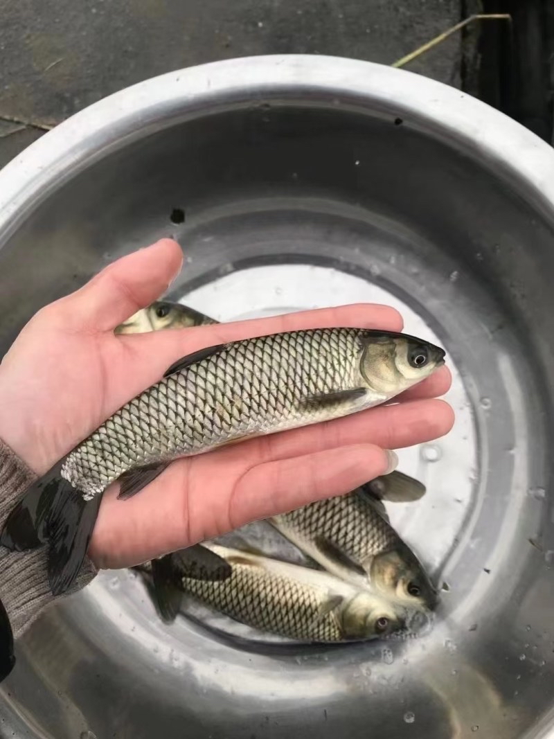 四川发货活体草鱼观赏鱼宠物活体耐受力强