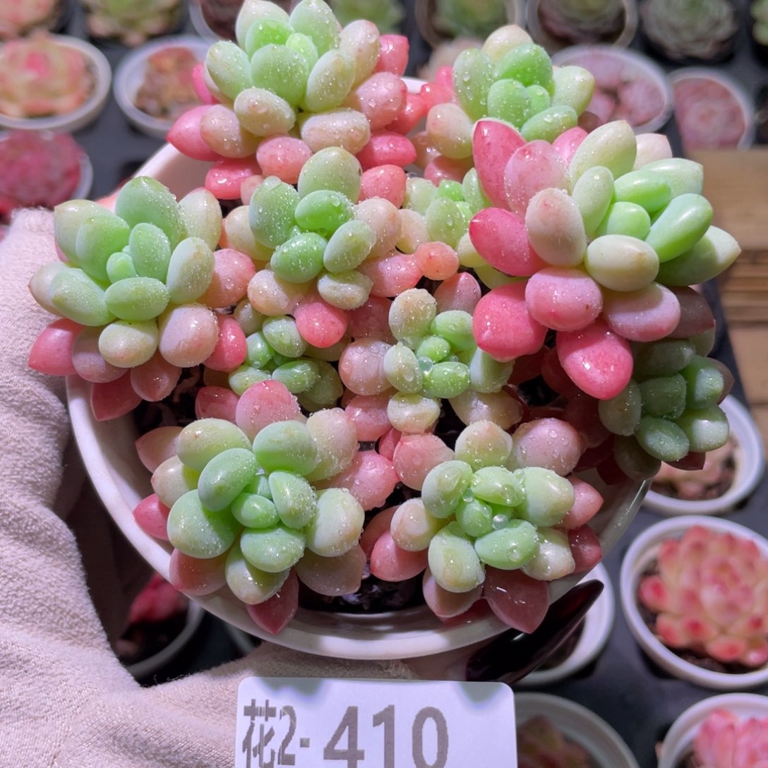 花利美2-410洛可可