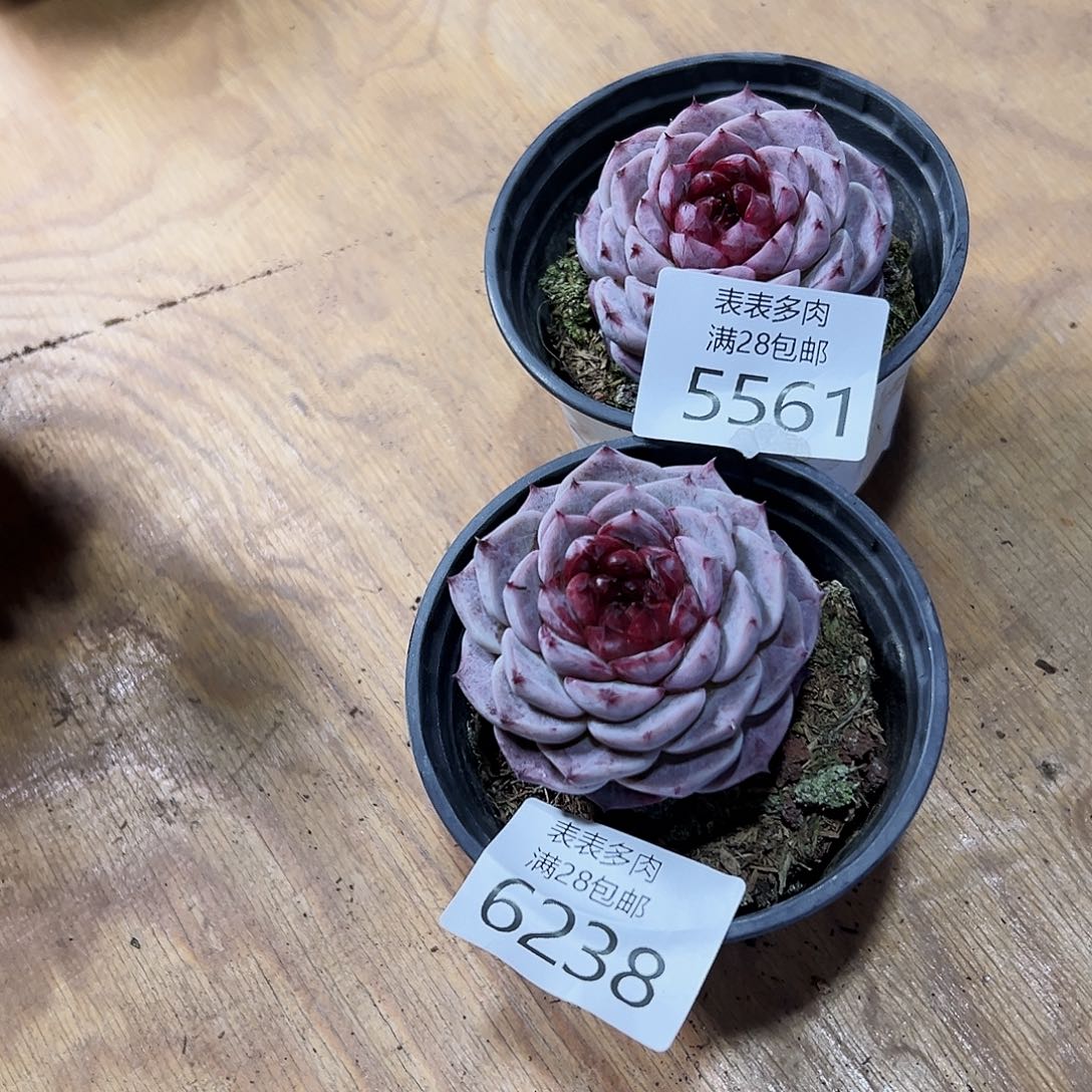 9号兰*姐我们的确是一个5561.6238