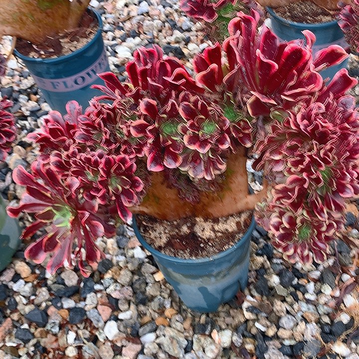 欧嘉莉朵朵脱土发货