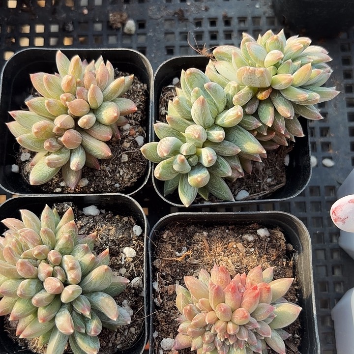炫彩星缀满12.9包邮
