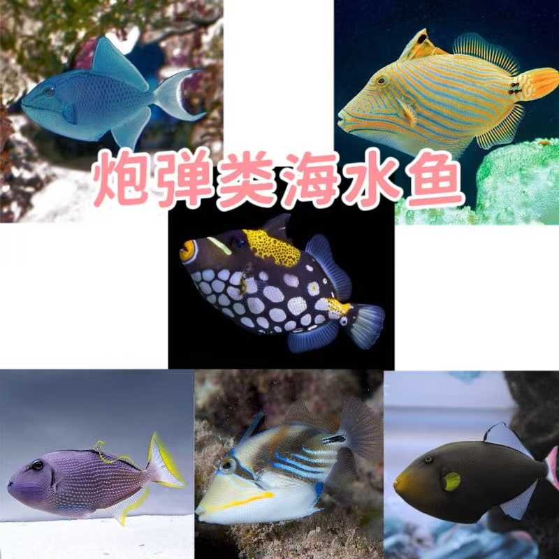 小丑炮弹海水鱼鸳鸯炮弹观赏鱼海缸