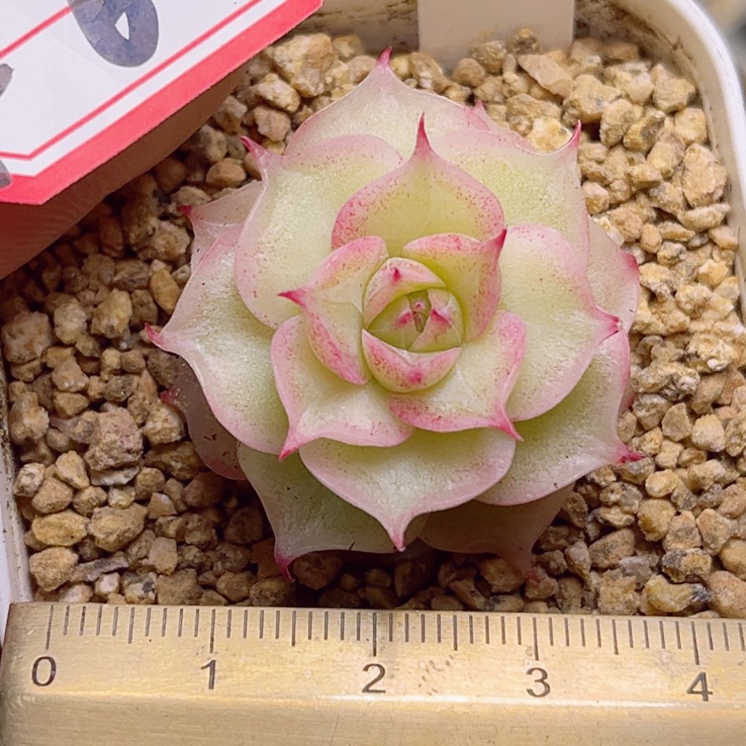 F64一物一拍 虾hua