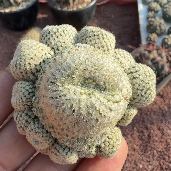 智利白球无根6666666