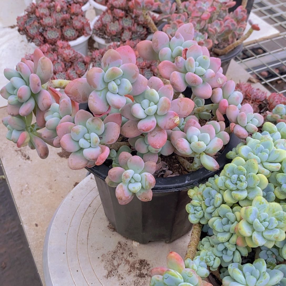 樱花洛神多头群生老桩