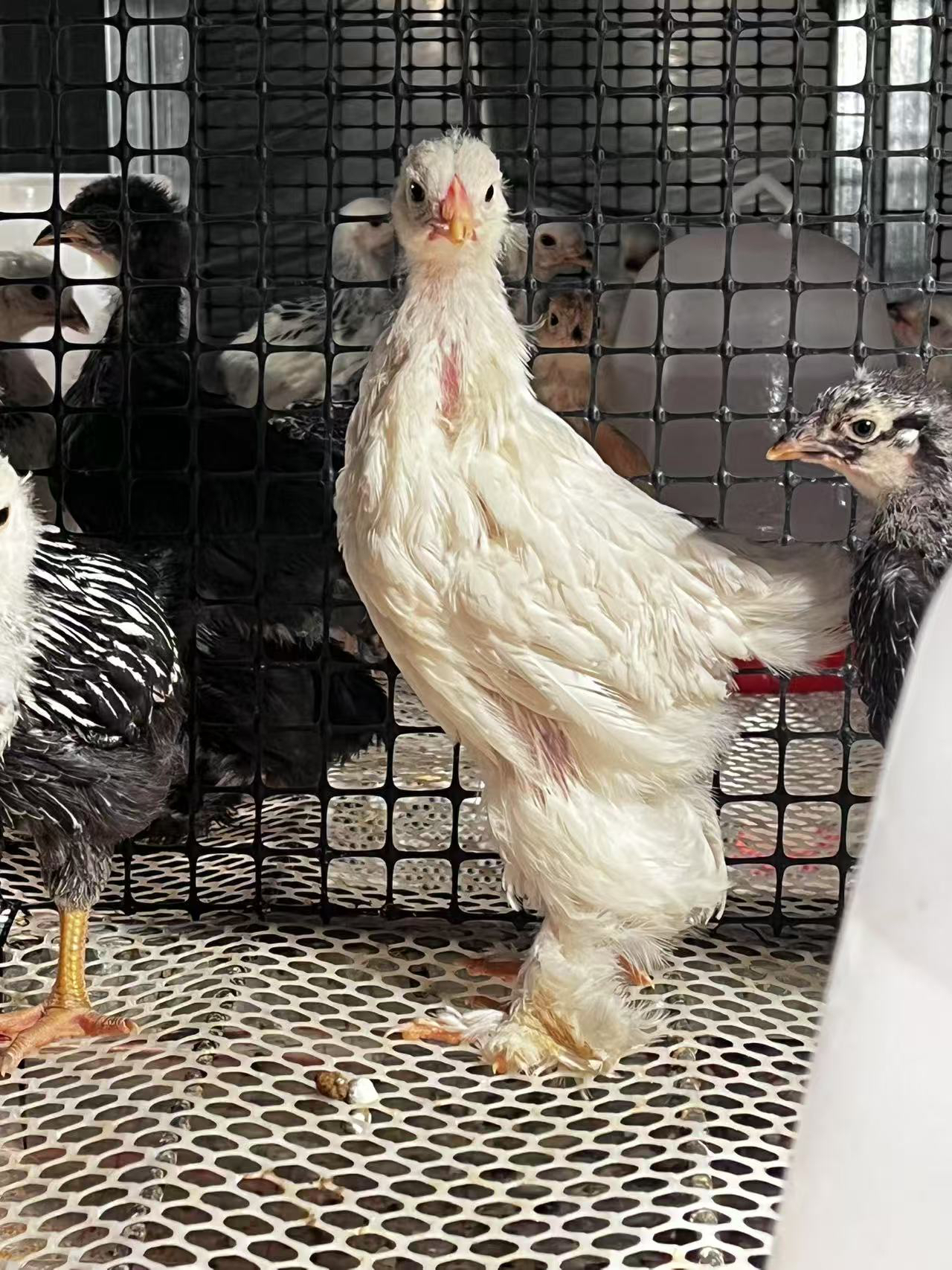 婆罗门鸡整只1斤左右味道鲜美