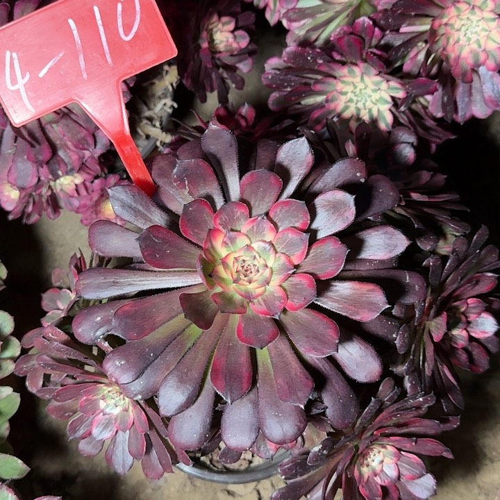 4-110烟花多肉法师