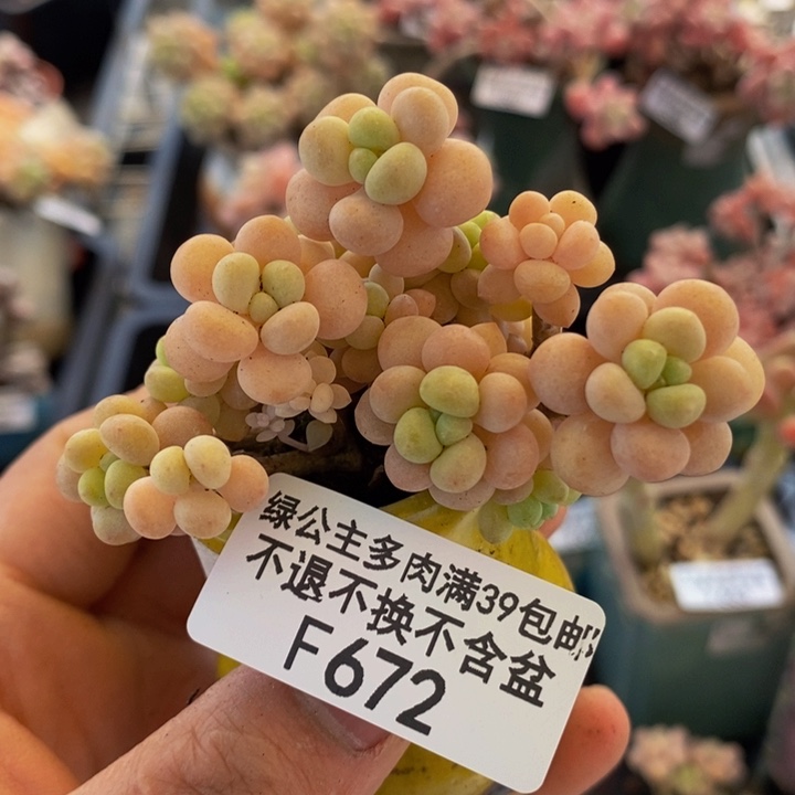 洛可可6cm672多肉植物