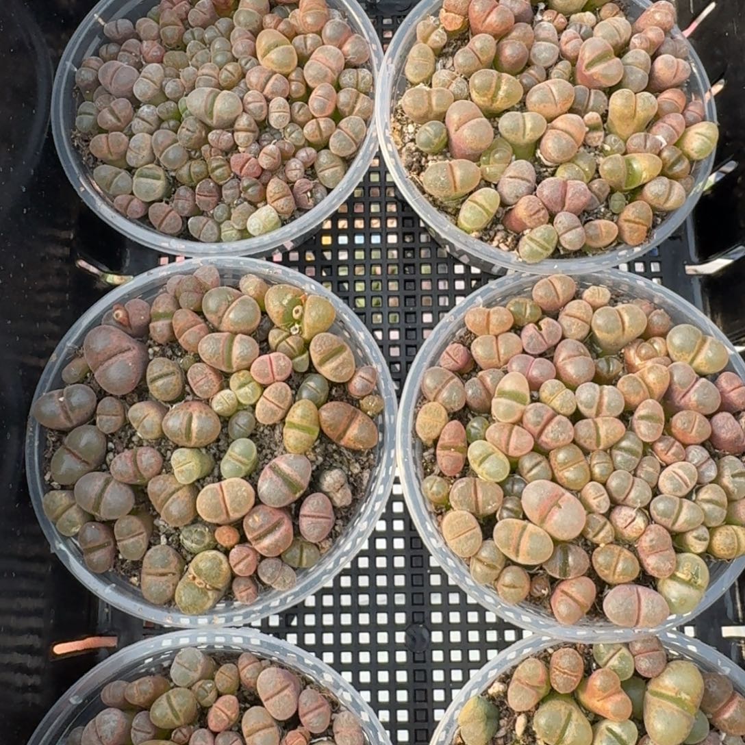 12035-红风铃切糕福利一盆