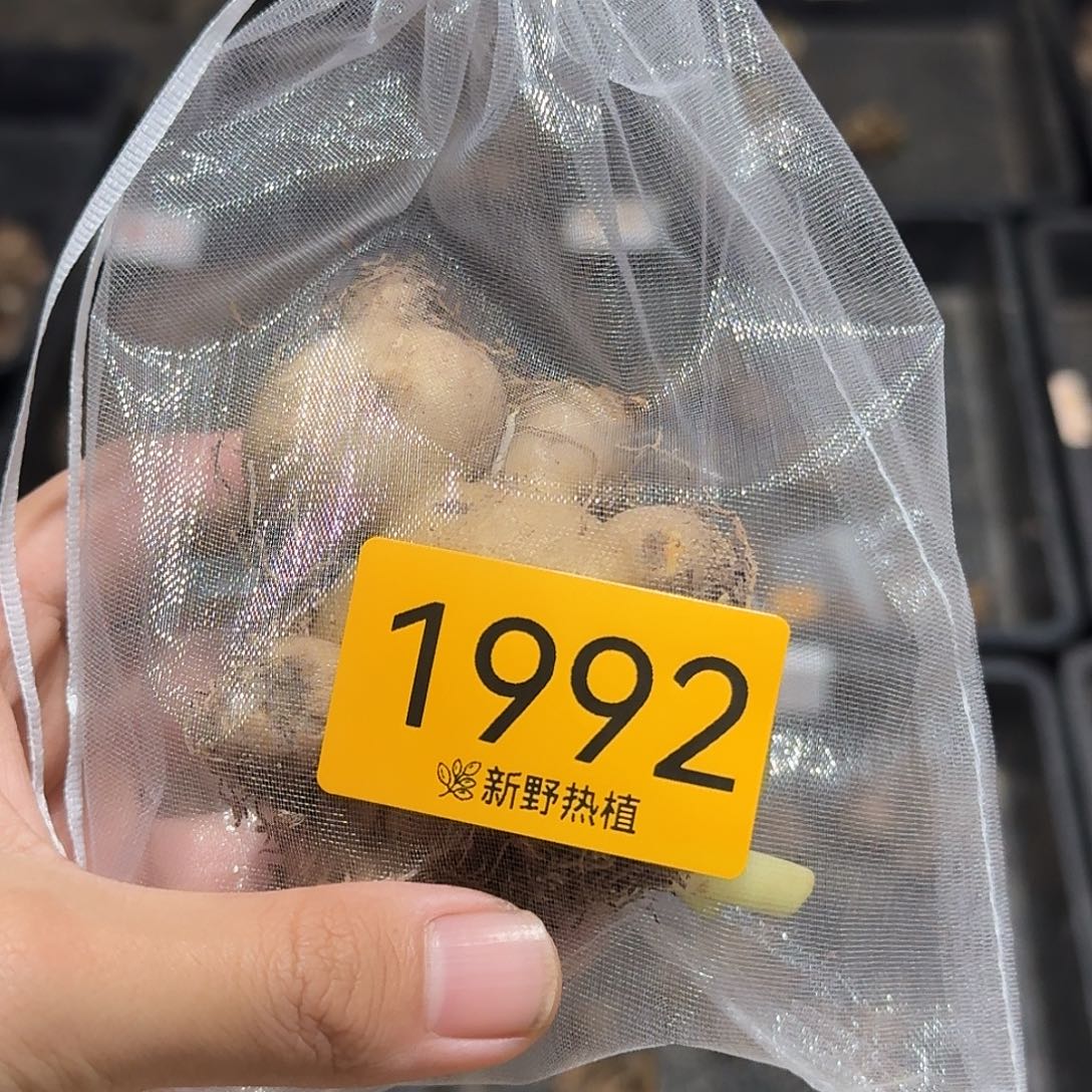 完全开放1992舞裙裸球不售后