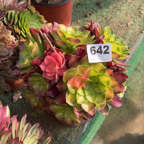 642韶华朵朵多肉，