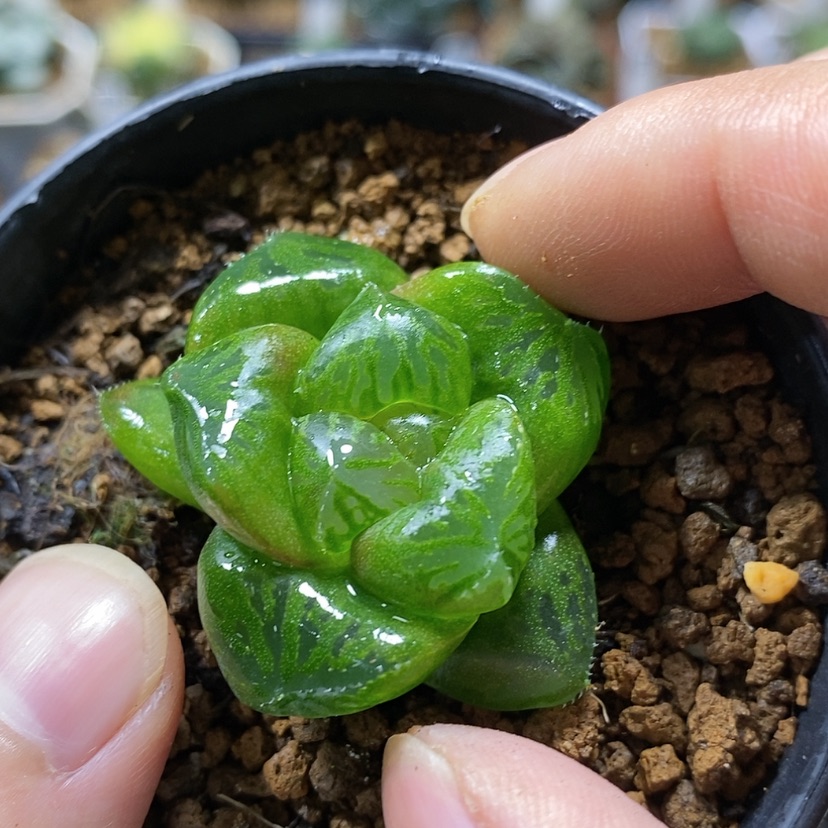 【闪购商品】30实生