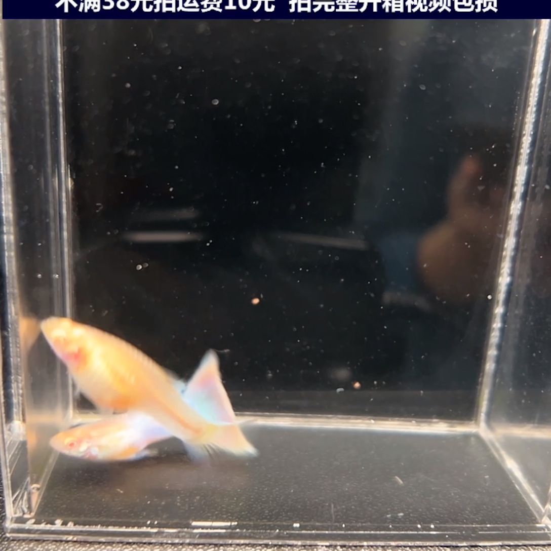 孔雀鱼天使彩虹一对