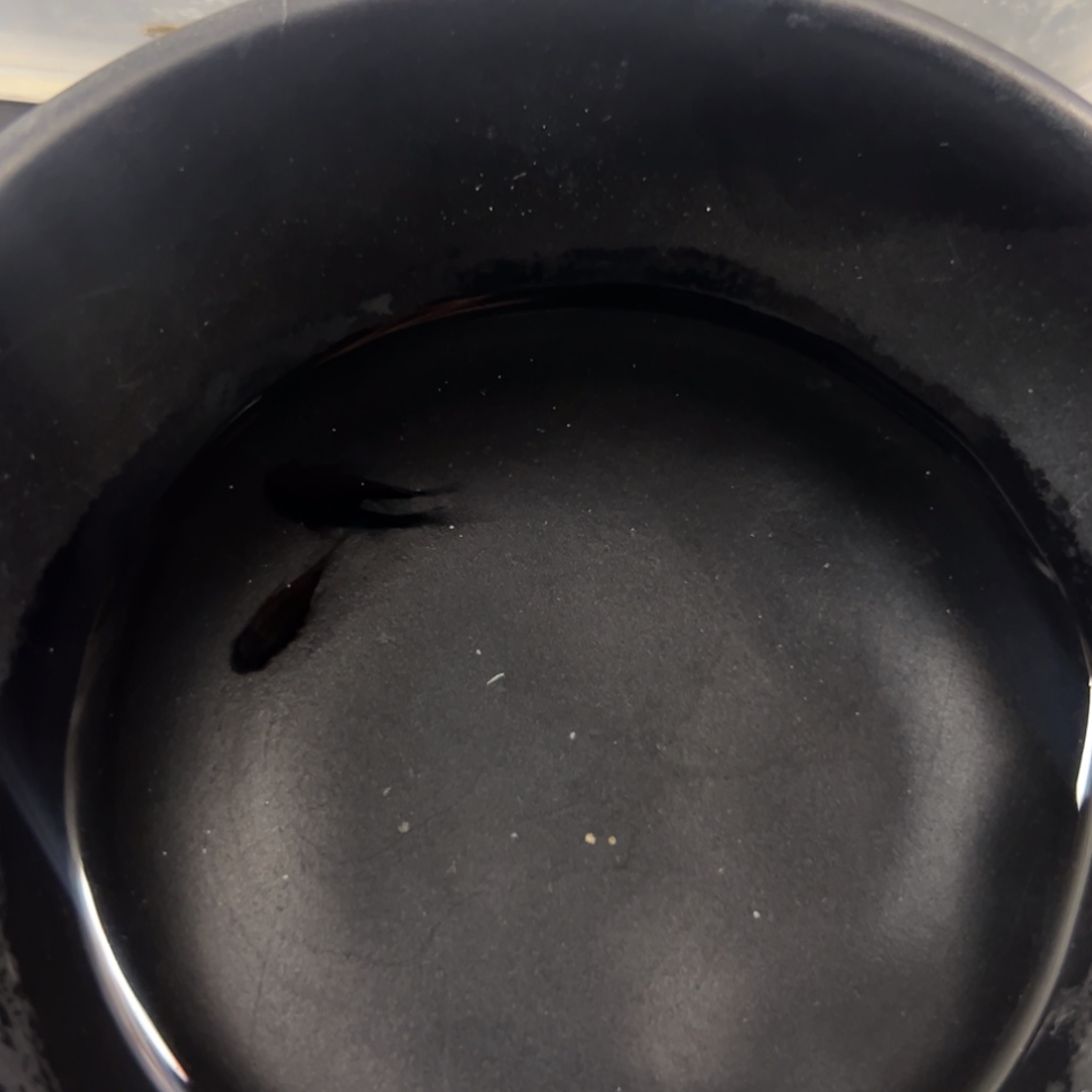 海水鱼就下次嘻嘻就疯狂词曲