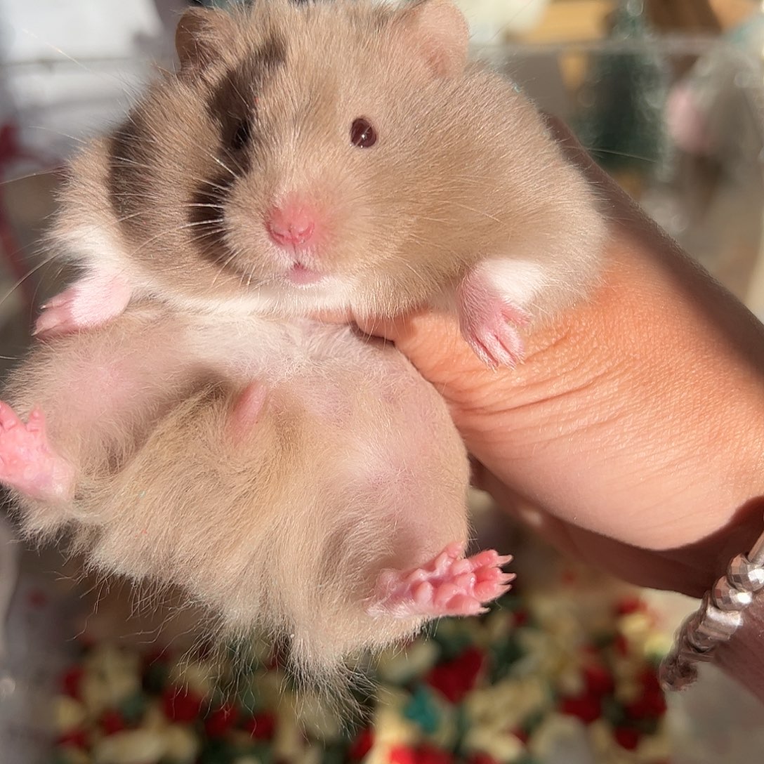 金丝熊尴尬期携巧鸽灰妹妹