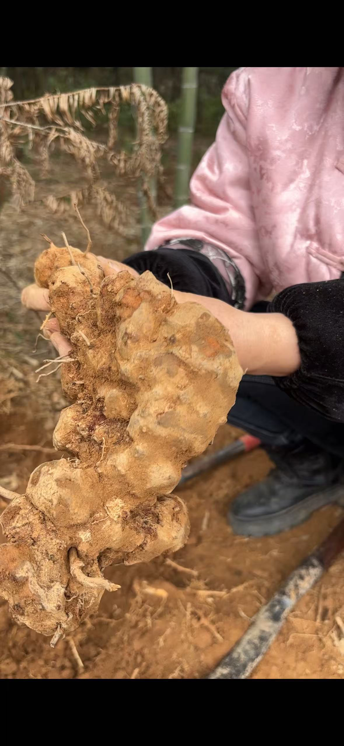野生鲜挖山药科属-土茯苓粉质白肉