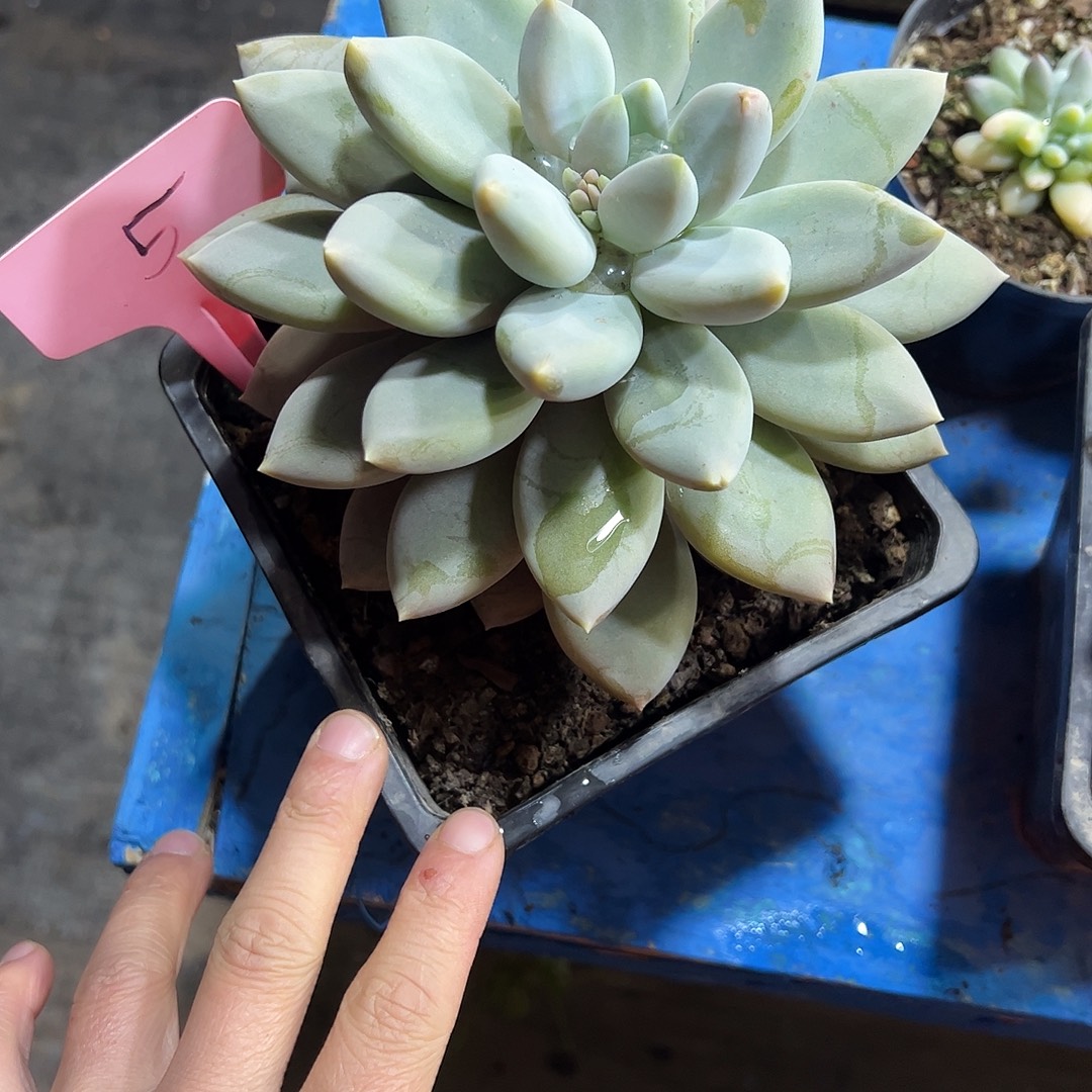 L***4哥特大单5号多肉植物