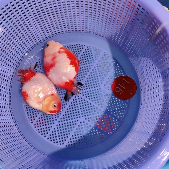 金鱼146兰寿两只特价顺丰包邮