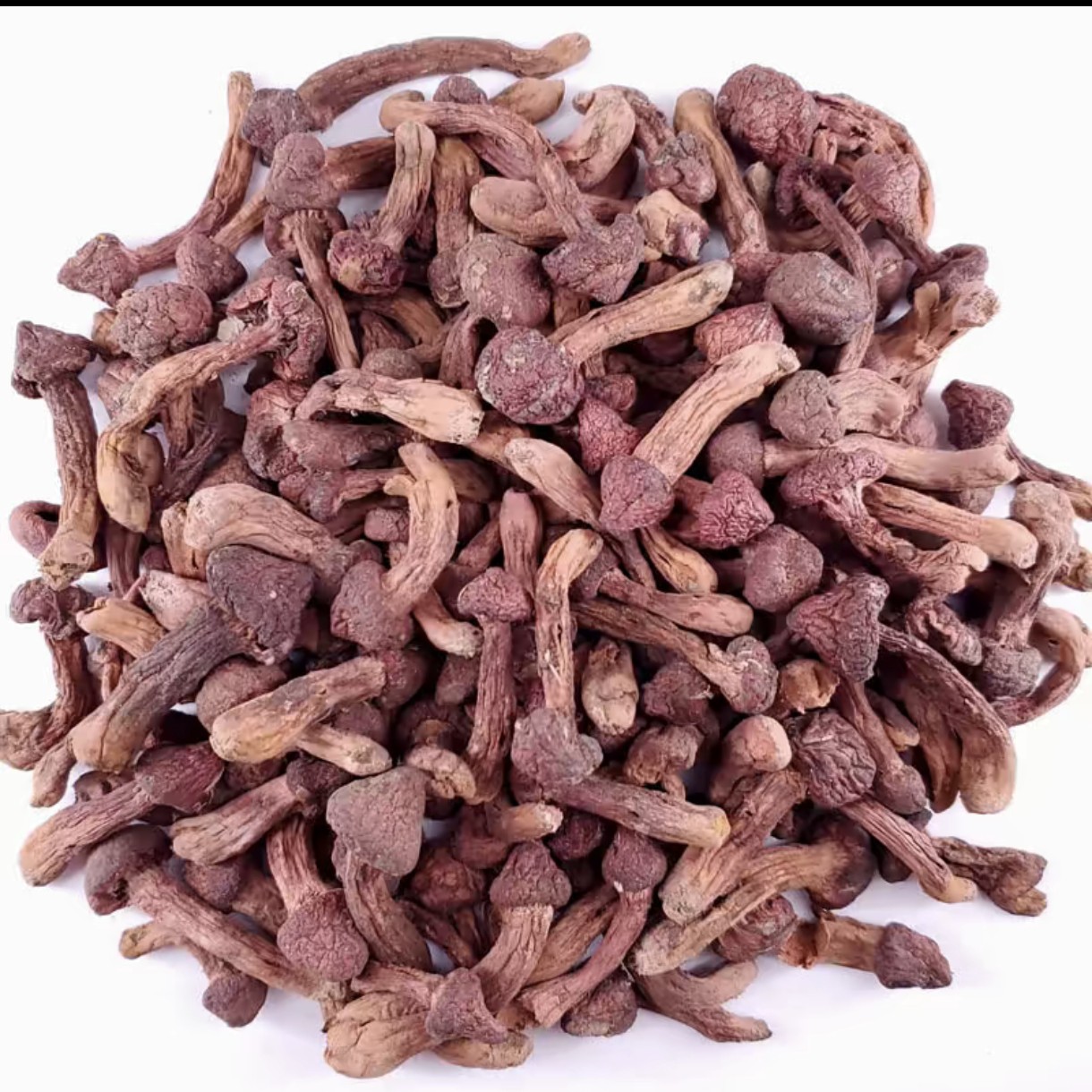 东北特产野生红松伞肉蘑