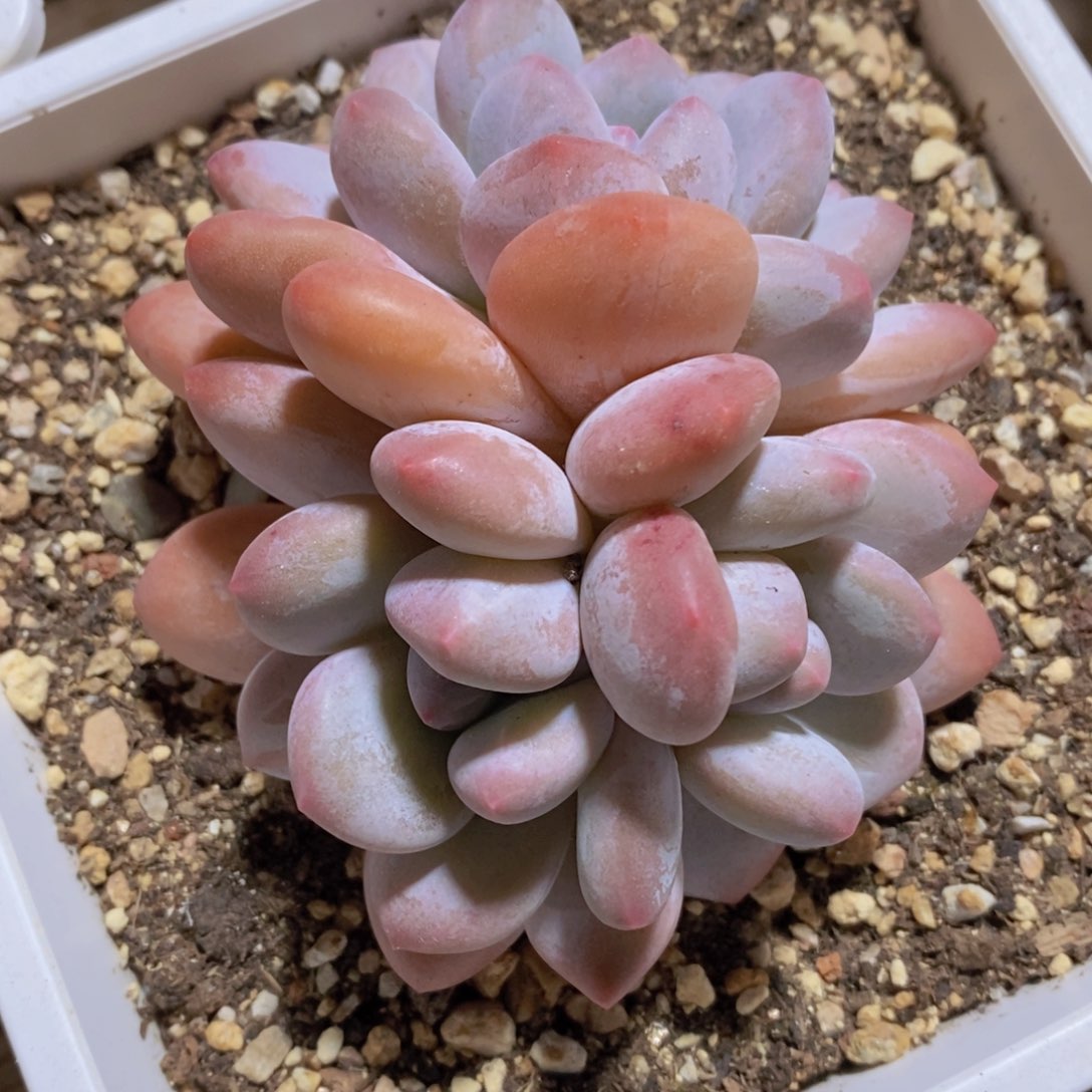 一物一拍多肉植物满38包邮多肉