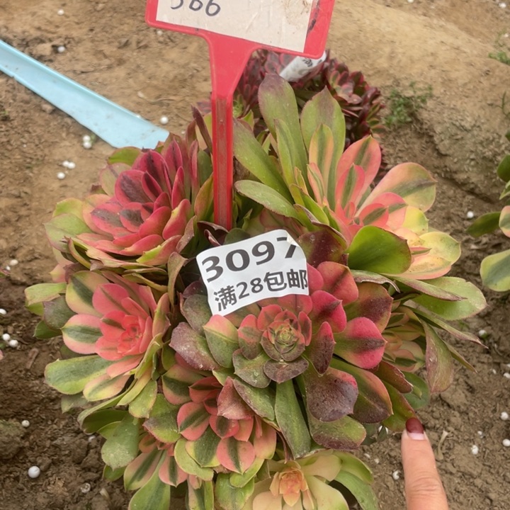 用****43097雅典娜一号棚A