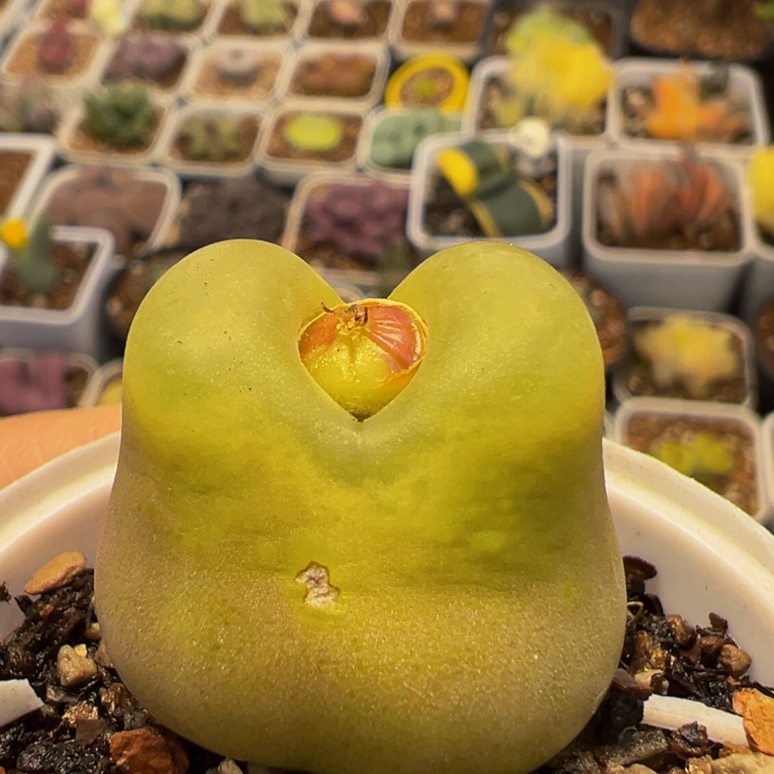 329多肉植物百科植物