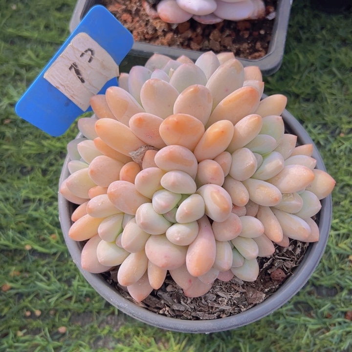 健健康康平平安安