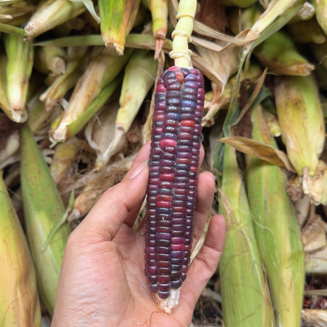 ****M吊坠柏香籽/百香籽