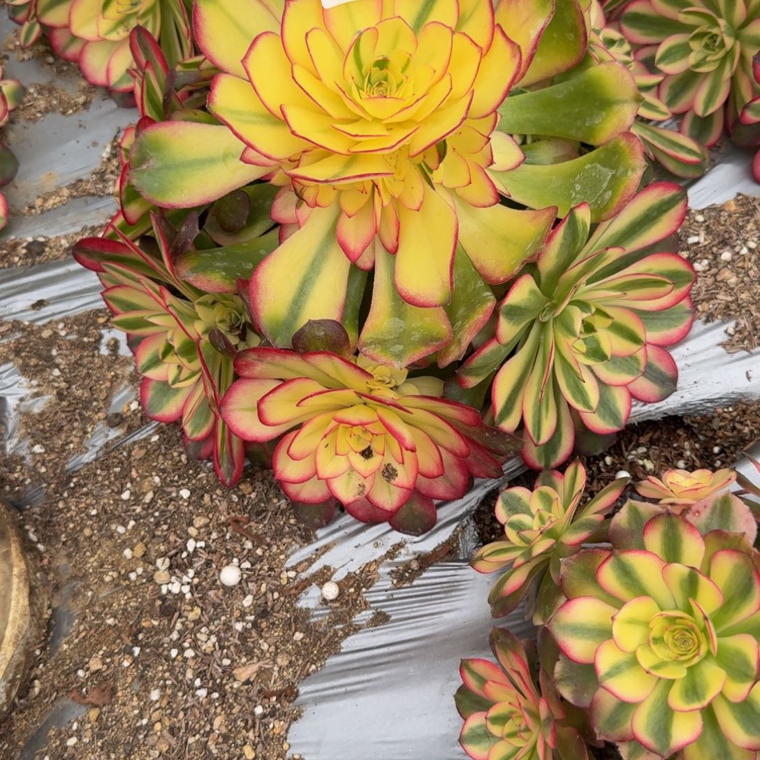 高***️803荔枝。多肉植物