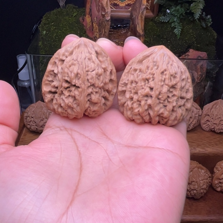 三角疆   全品 涿鹿姜黄皮