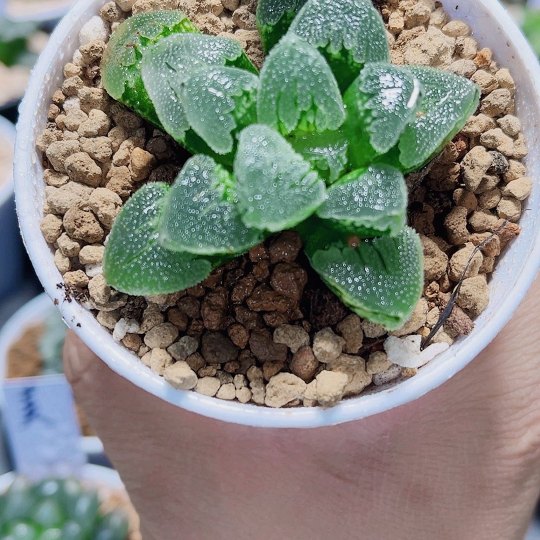 翠贝精品十二卷系列