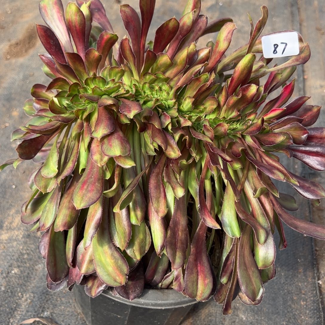 87花蝴蝶缀多肉椅子