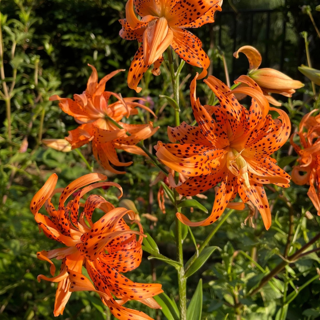 【花神】18/20  虎皮庭院系列浓香型进口百合种球多年生盆栽地栽