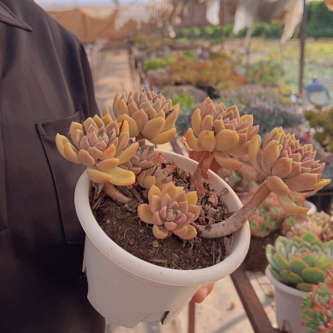 油漆桶整装整群一盆