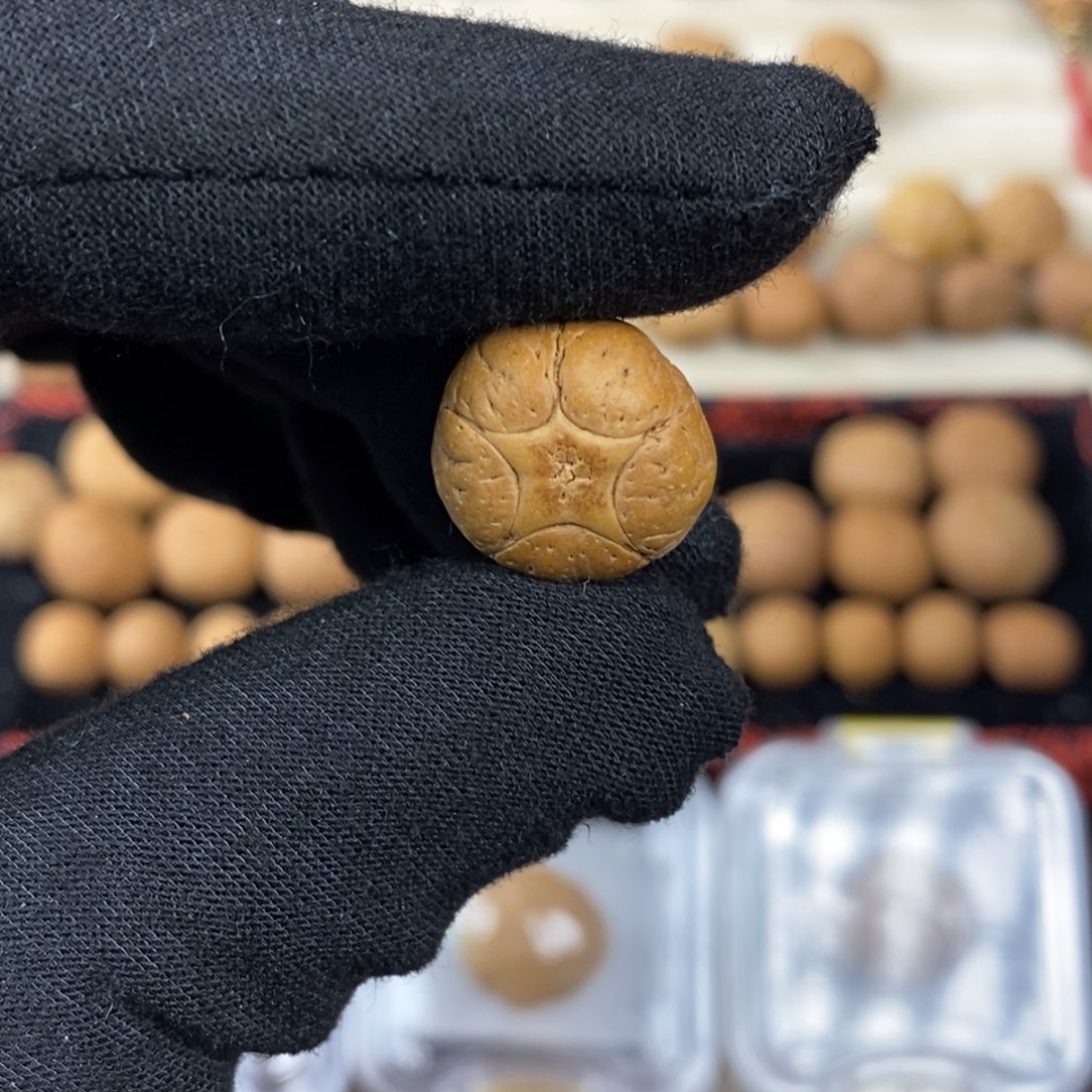 吊坠凤眼菩提16.5五星单颗