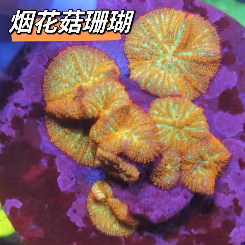 烟花毛菇软体荧光红菇珊瑚鱼缸造景海缸新手LPS易养海水新手入门