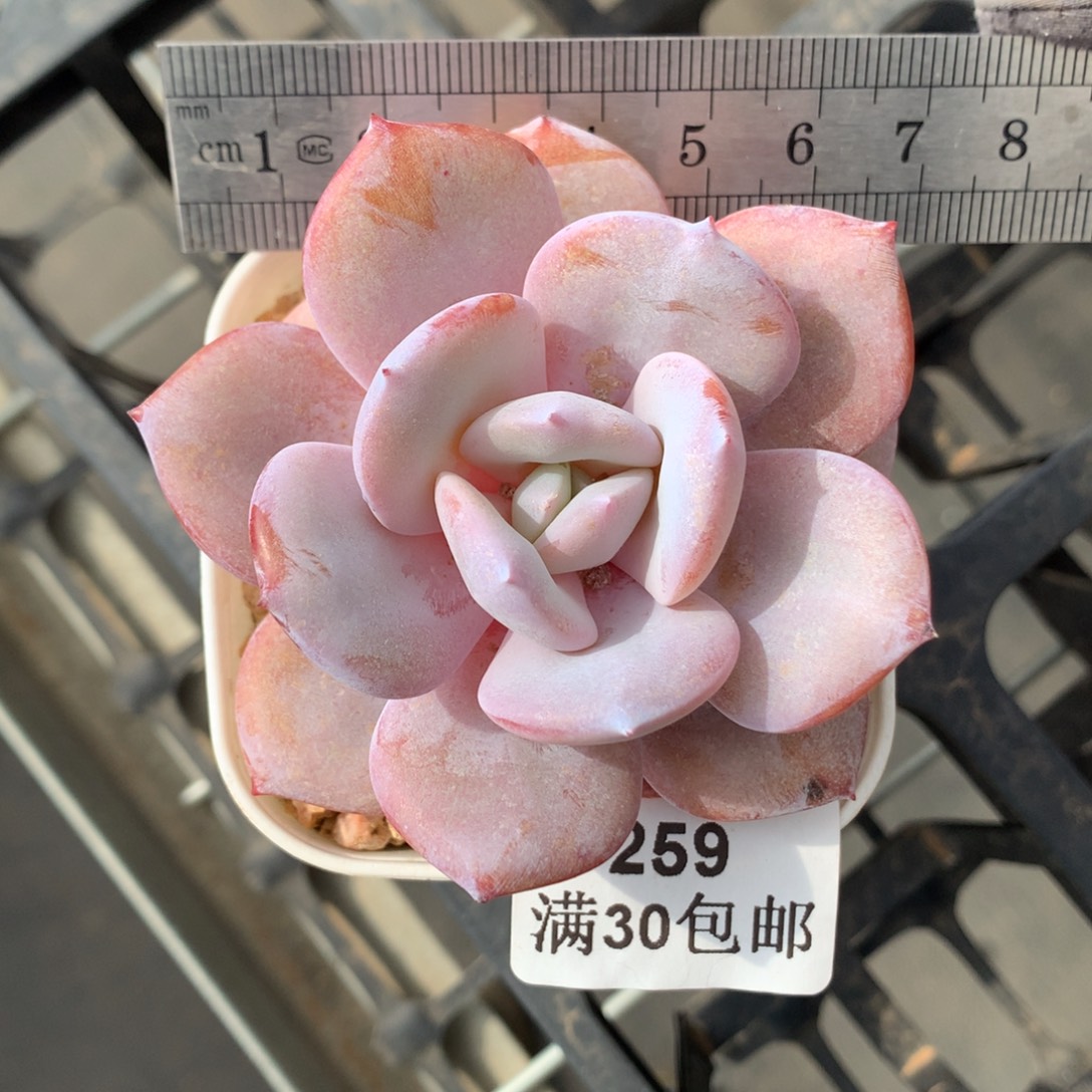 馒***头259。带腿奶茶单头。