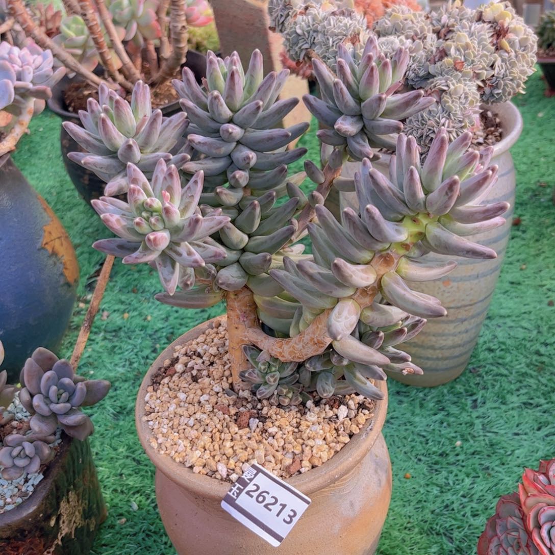 乌拉克拉多肉植物26213