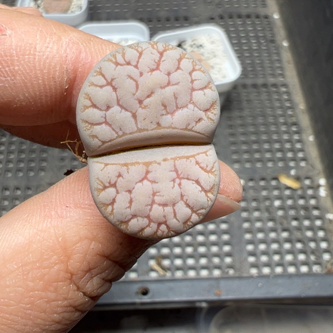 【闪购商品】526。     