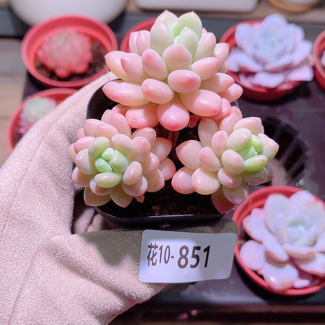 花利美10-851洛可可