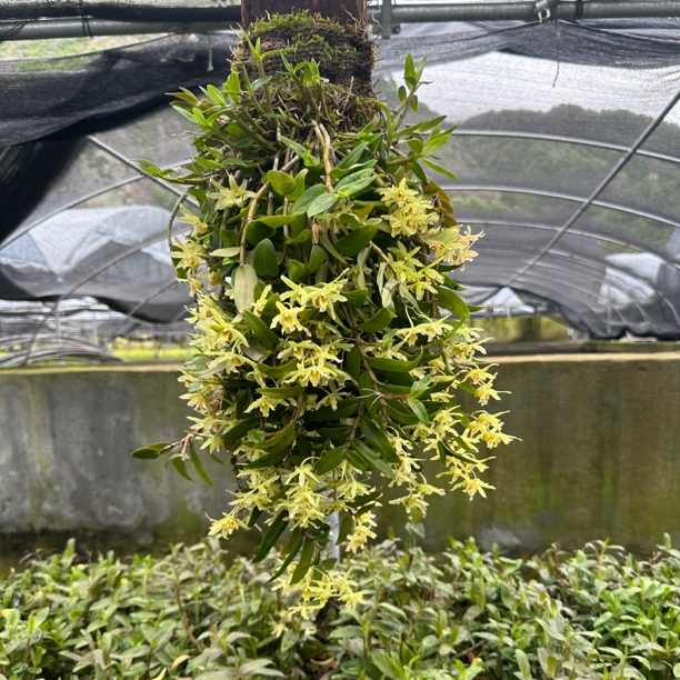 温州雁荡山两年苗无剪枝铁皮石斛挂板种植好室内外种植懒人必备