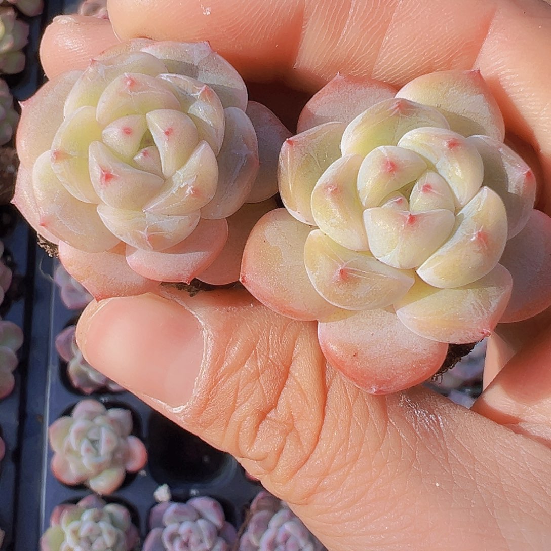 明月之心5颗19包邮