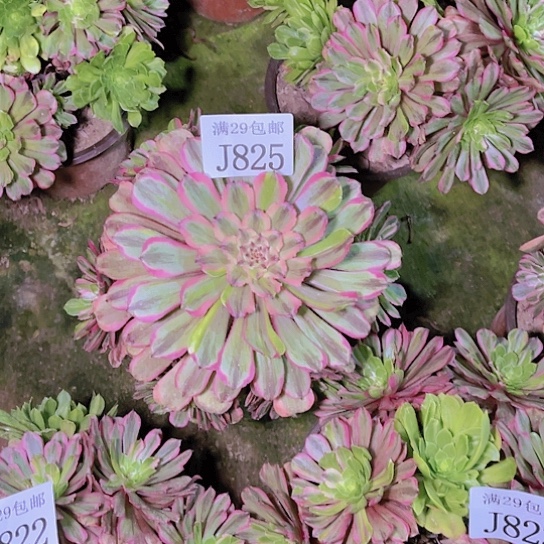 825花脸粉黛多肉植物