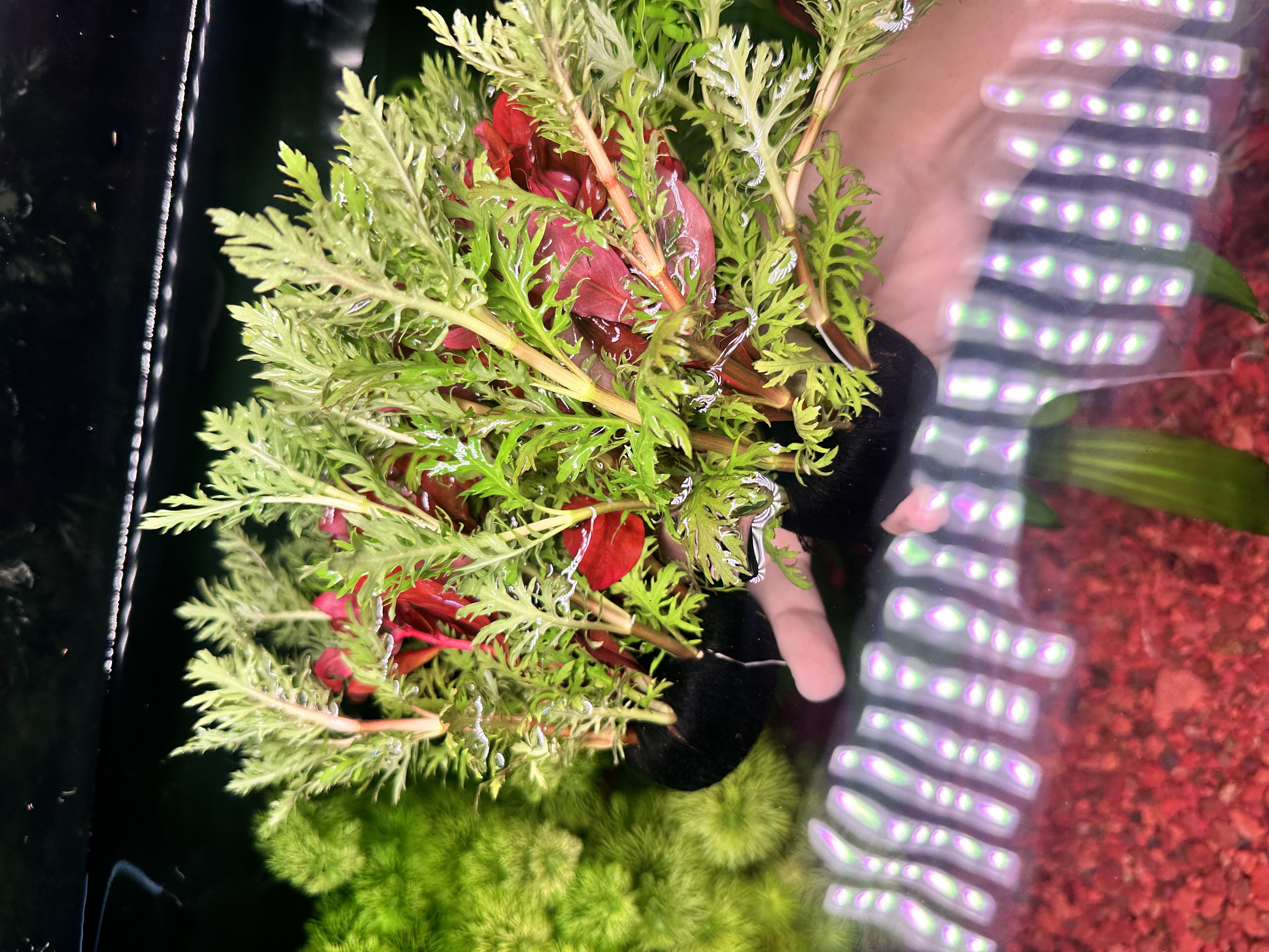 水罗兰混红柳新手好养