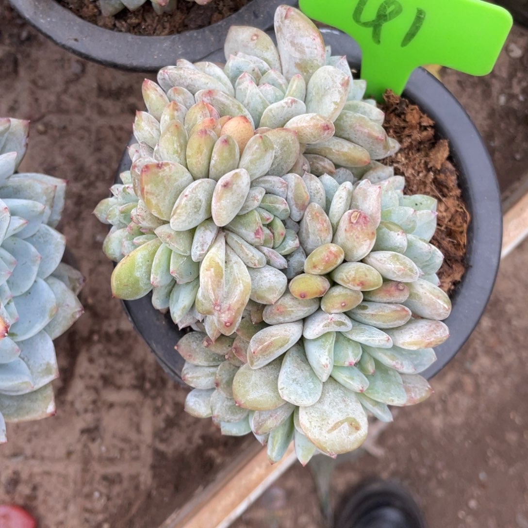 41号星影缀化多头