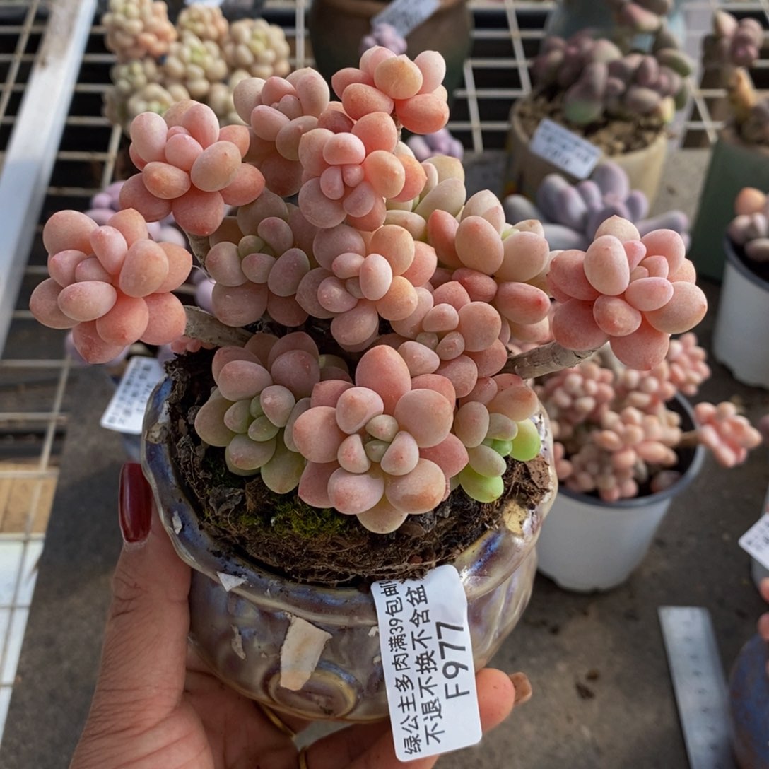 鱼子酱977/10cm多肉